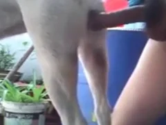 Zoo Animal Sex Porn