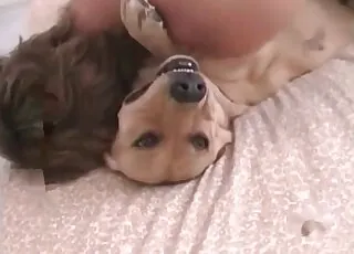 Energetic Labrador gets plowed in short zoo sex clip