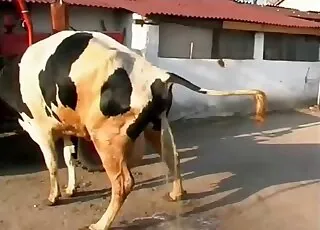 zoophile slut gets bred by her cow in love scene
