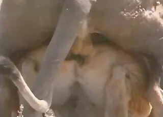 Vigorous lioness takes a deep D from behind in short clip