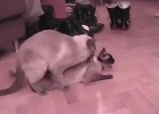 Insane hardcore cat sex scene that makes you cum