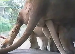 Sexy Lion Outdoor Sex in Fresh Air zoo clip