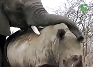 HD Elephant Sex Clip: Outdoor Fucking Scene