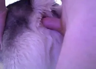Alpha Male Dog Fills Canine Vag in Tight Anal Scene