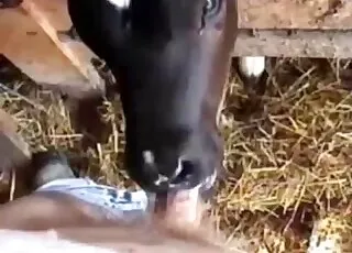 Horny Cow Gets Stiff Penis in Short Scene