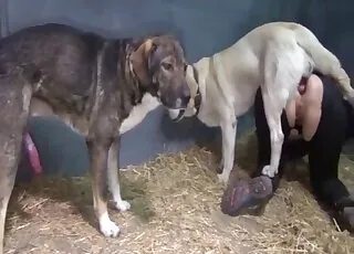 Innocent chick enjoys oral sex with a dog