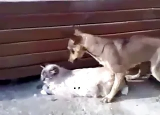 Zoo sex: sexy kitty nicely penetrated by a trained doggy