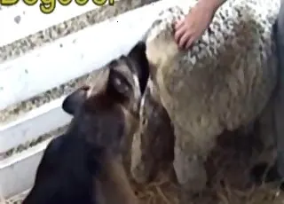 Farm animal sex: beautiful beast gets fucked from behind on camera