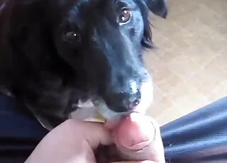 POV Dude Asks Dog to Suck His Dick in Short Clip