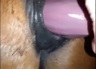 Brown mare pussy pounded hard on cam - zoo sex scene with animal