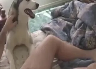 Sexy doggo close-up riding cowgirl style with girl
