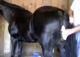Mare getting banged by big black stud in gaped pussy scene
