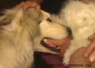 Malamute gets muzzle fucked by a dude in hot zoo sex scene with animal sex