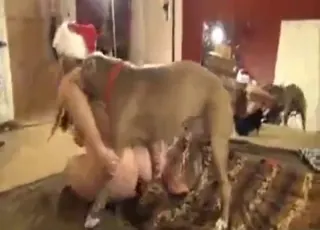 Pitbull teasing in sexy animal porn showing