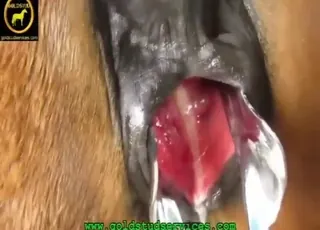 Hard fisting session with a brown fur mare slut