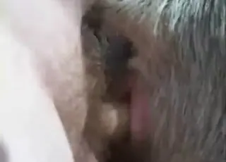 POV Dude Fucks Pigs in Backyard Zoo Sex Clip