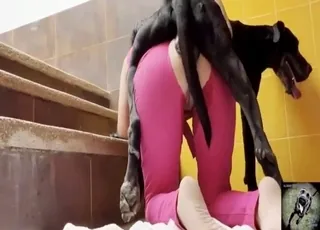 Dog penis slides into pussy of girl in pink bodysuit