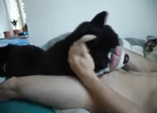 Plush dog sex: Two stuffed animals fight over his meaty dick