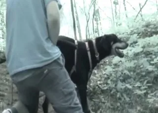 Zoophile guy working toys on a hot male mutt dog