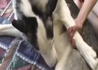 Husky and boy sex clip — raw animal sex porn