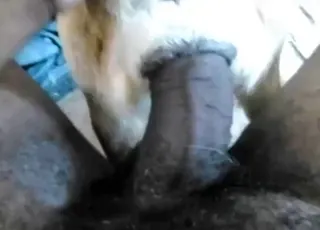 Big Dick animal sex Sliding Into Tight Hole