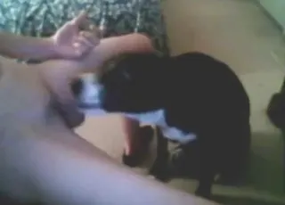 Thicc Cock Keeps This Slutty Dog Happy - Zoo Sex animal sex