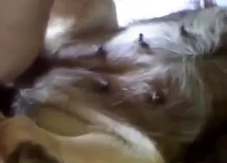 Zoophile finger-fucks his dog in amateur zoo sex clip