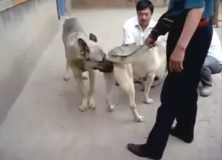 German Shepherd-like dog mating scene on camera