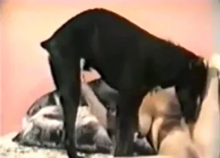 Doberman breaks her after lots of licking in short clip