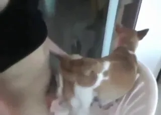Big hot fuck scene with a kinky doggo - zoo sex animal sex