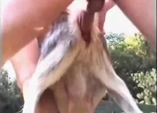Dude fucking a goat in this zoo clip for the first time