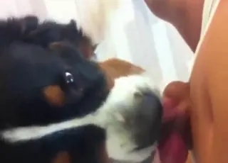 Small dick dude puts his cock in dog whore mouth