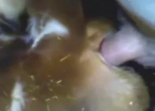 Real cow fuck scene with natural orgasms