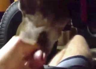 POV dog licking young guy, no cum, 2 min