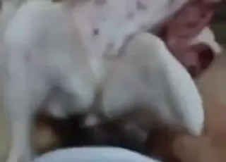 Dog Sex in Missionary: Guy Drilling Her Pussy