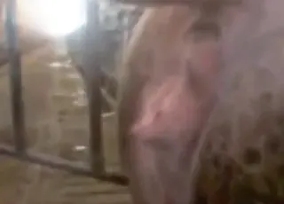 Hardcore pig sex scene with deep thrusting action