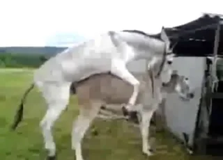 Donkey Mating And Cumming Deep Drill In Hd