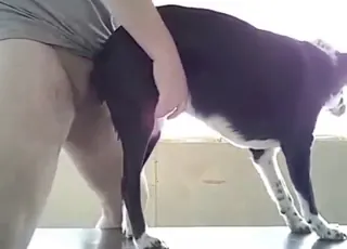 Hardcore animal sex: Dane getting drilled hard