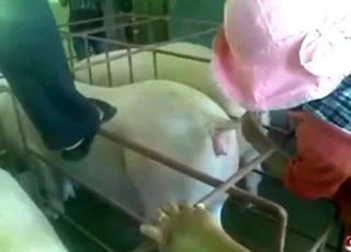 Zoosex: Pig Insemination Video with Lots of Twists