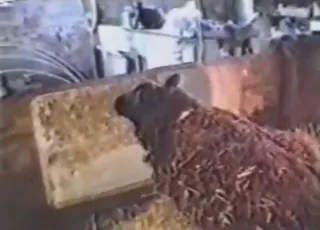 Sheep gets bred by dude in barn - hot zoo sex with animal