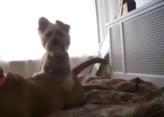 Tiny Yorkie Mate With Pit Bull In Amazing Zoo Sex Scene
