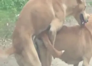 Two dogs mating in heavy animal sex porn scene