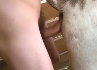Donkey Takes Dick Anally in Short Zoophile Porn Clip