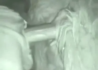 Hardcore llama sex clip with restless zoophile