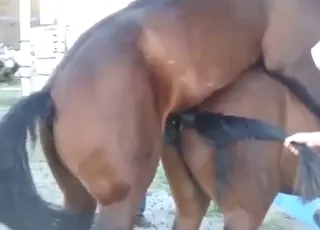 Horse mating clip with zoophile action