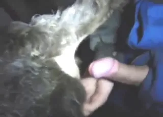 Young Cow Screwed in Zoo XXX Clip: Hot Zoo Sex Scene with Animal sex