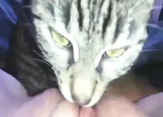 Sensational Bitch Lets Cat Eat Her Out in Fast Lick