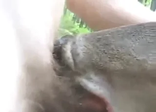 Sexy deer gets a big dick in dirty zoo sex session