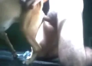 Dog pussy gets wetter during fast sex scene