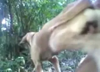 Loud dog moans as big dick stays inside during intense zoo sex scene